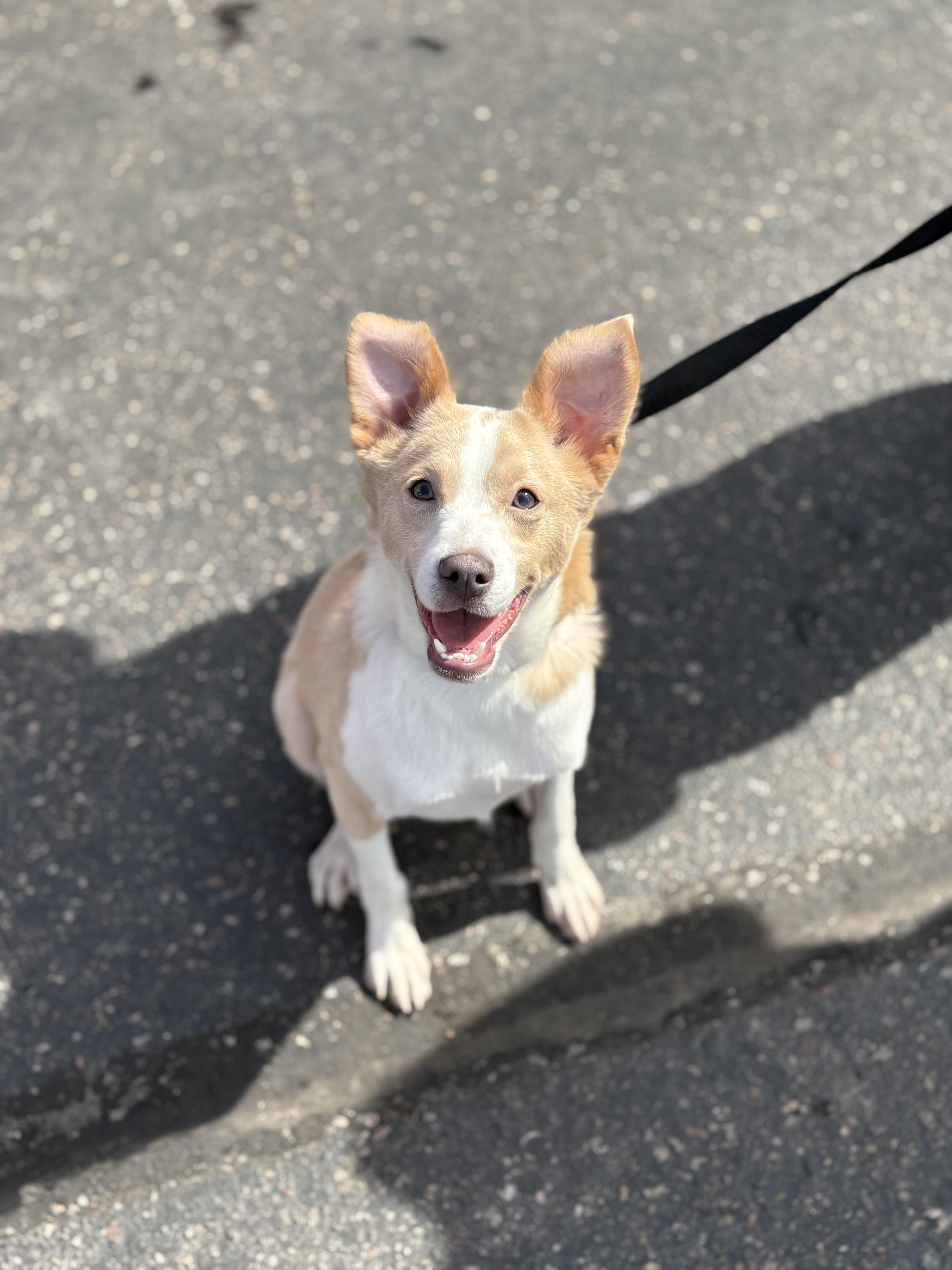 Enlarge Camo, an adopted mixed breed in Zimmerman, MN image 5/6