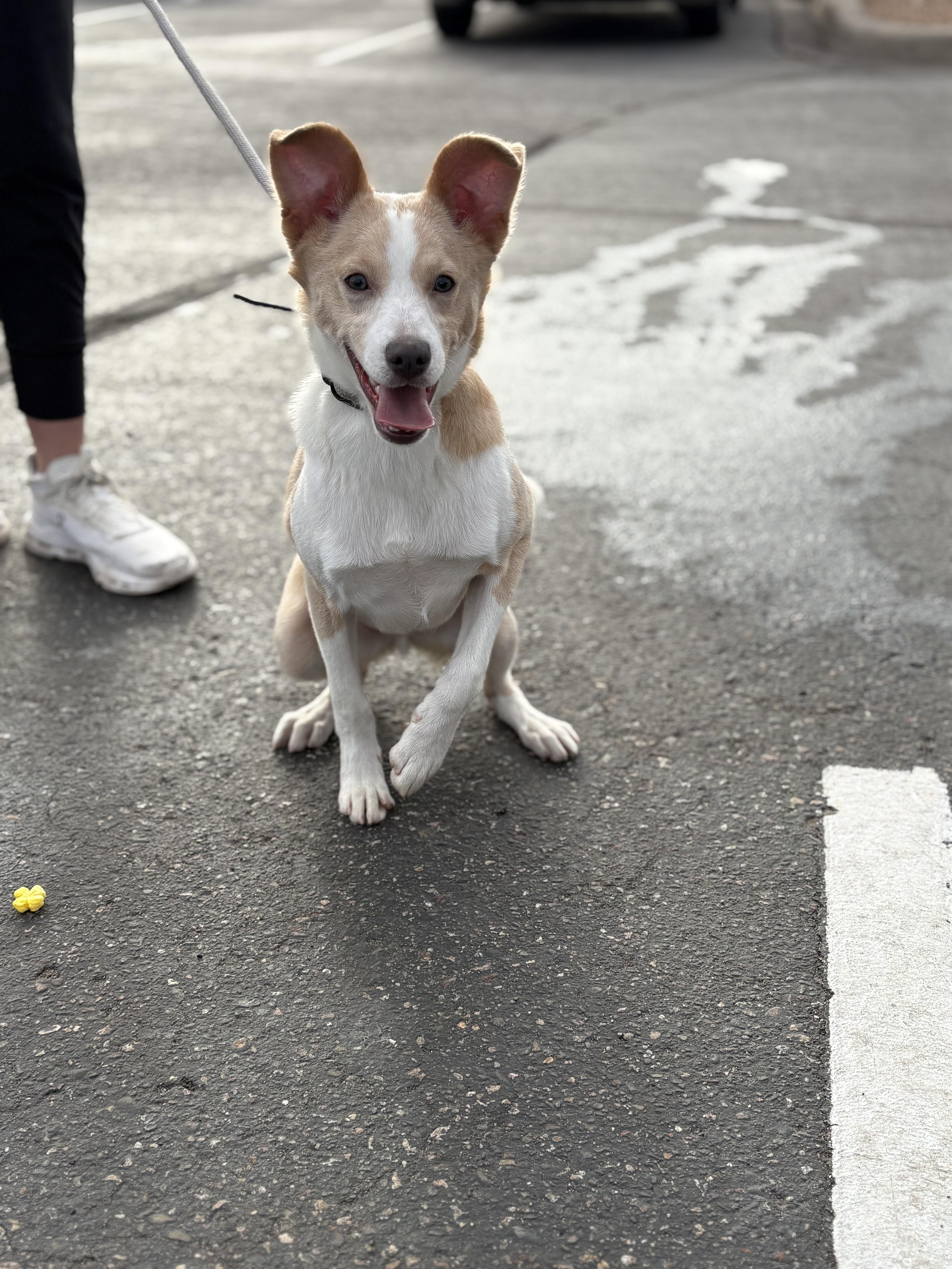 Enlarge Camo, an adopted mixed breed in Zimmerman, MN image 6/6