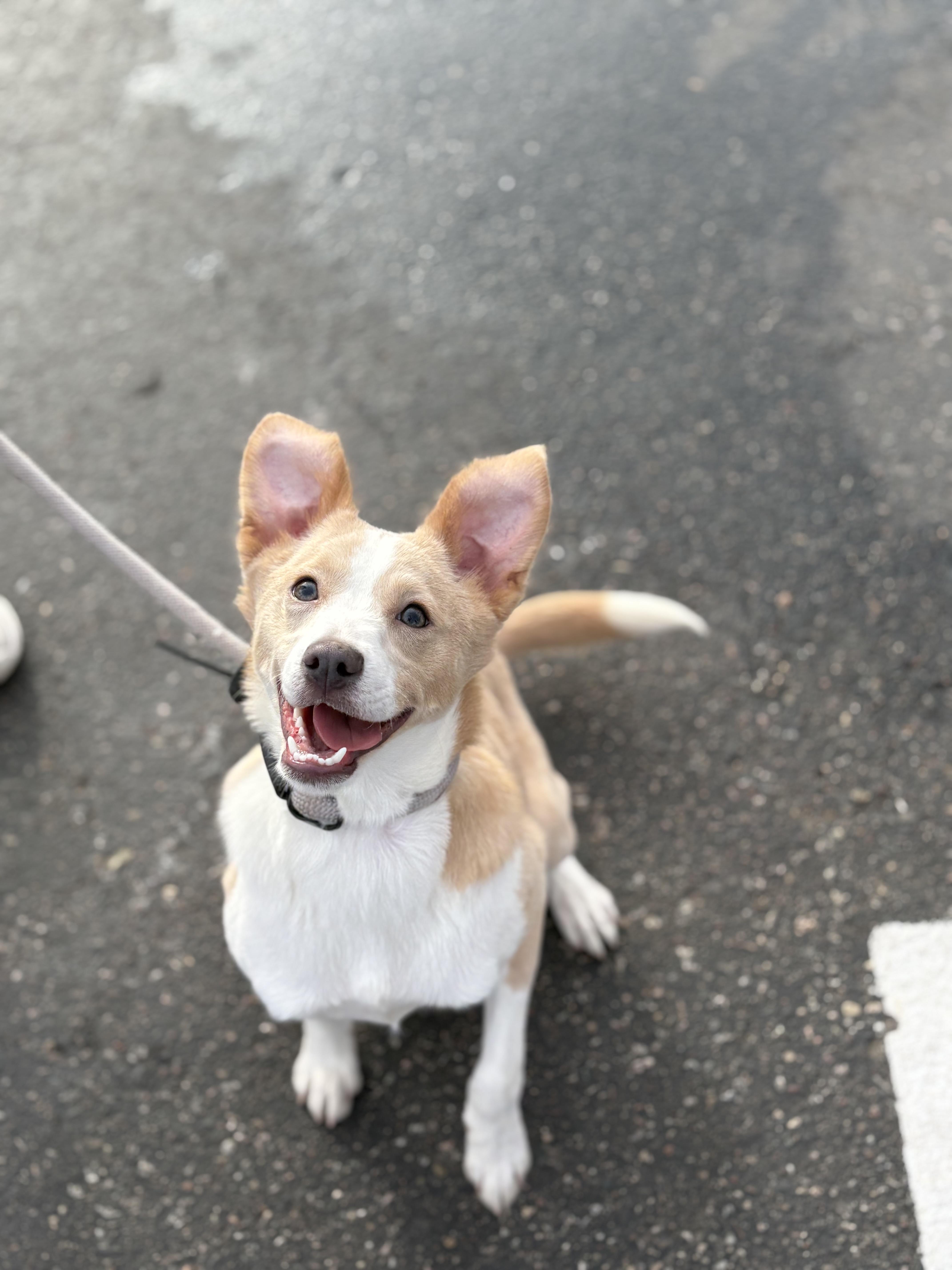 Enlarge Camo, an adopted mixed breed in Zimmerman, MN image 4/6