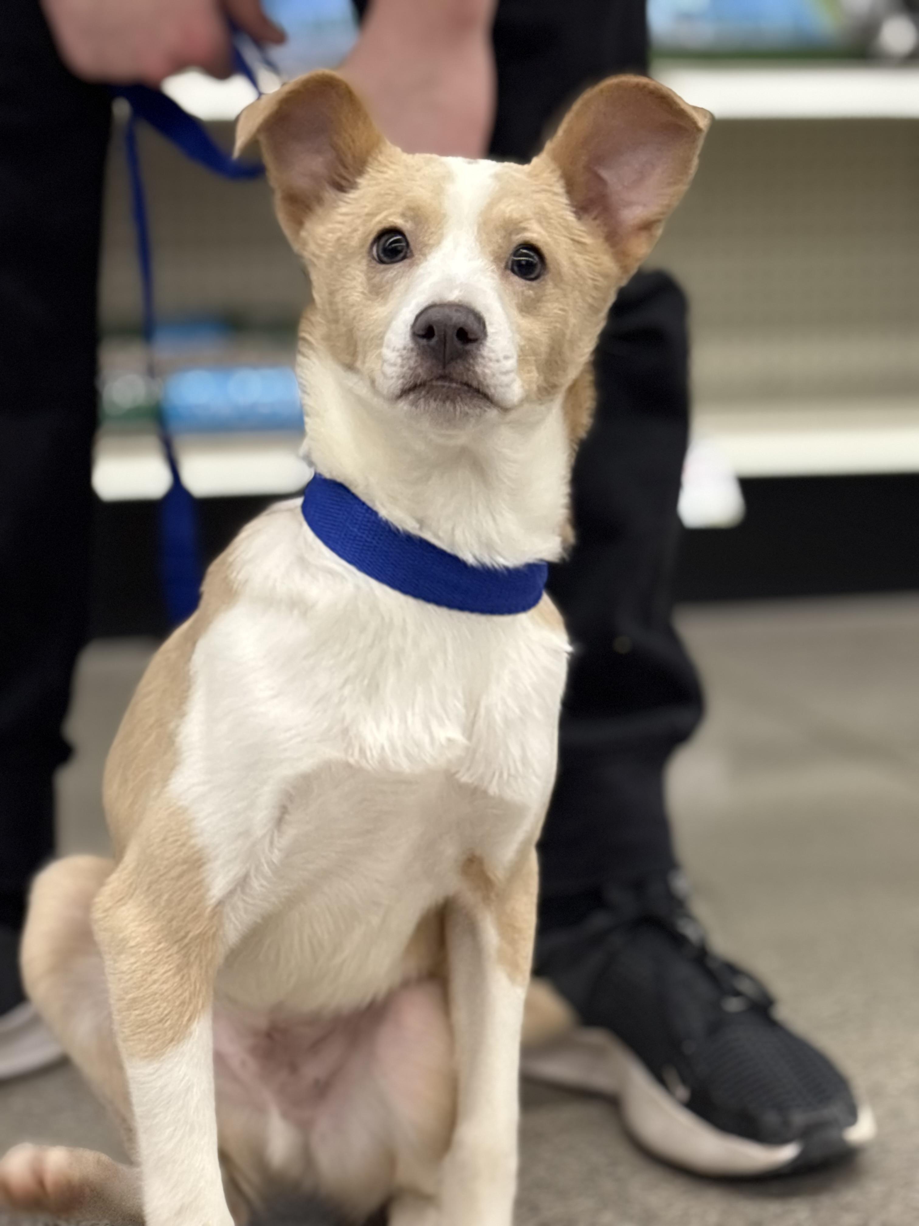 Enlarge Camo, a Adoptable mixed breed in Zimmerman, MN image 1/2