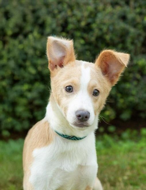 Enlarge Camo, a Adoptable mixed breed in Zimmerman, MN image 2/2
