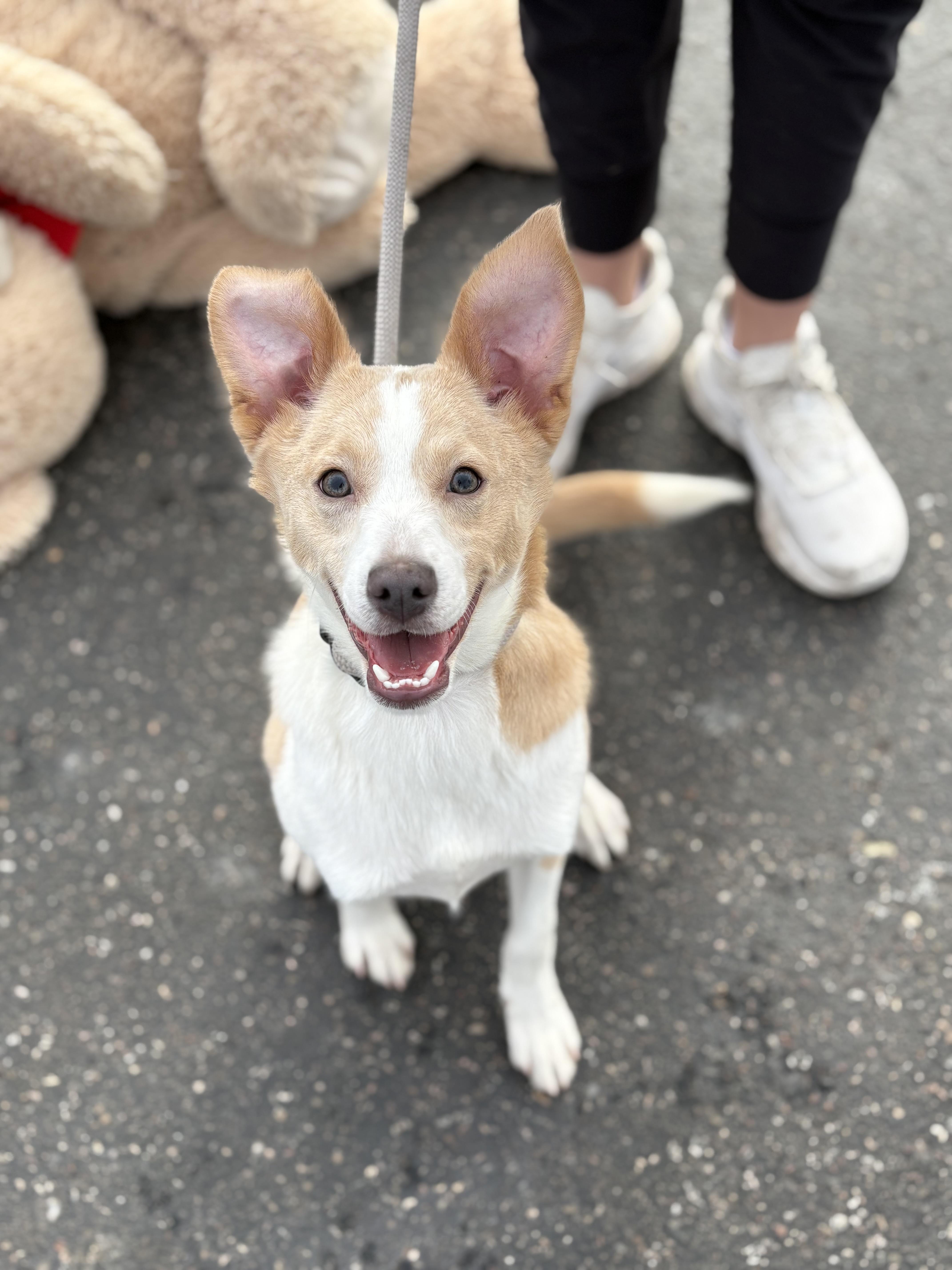 Enlarge Camo, an adopted mixed breed in Zimmerman, MN image 1/6