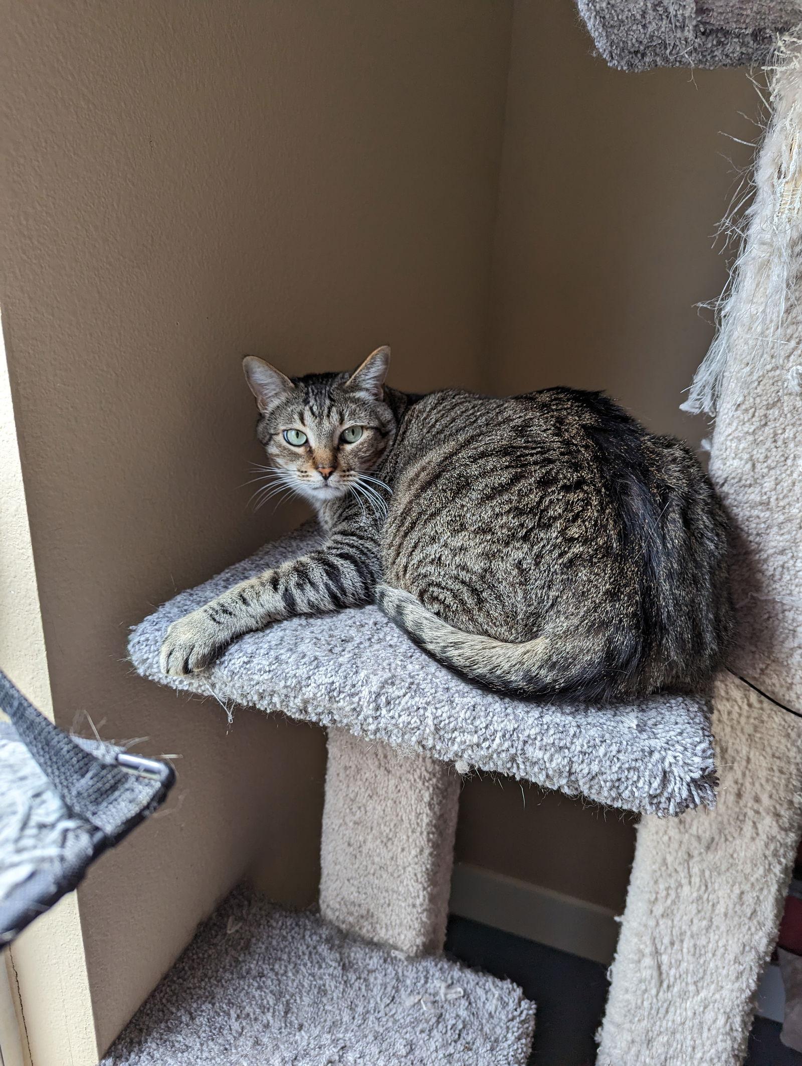 DASH, Adoptable, Adult Male Tabby & Domestic Short Hair.