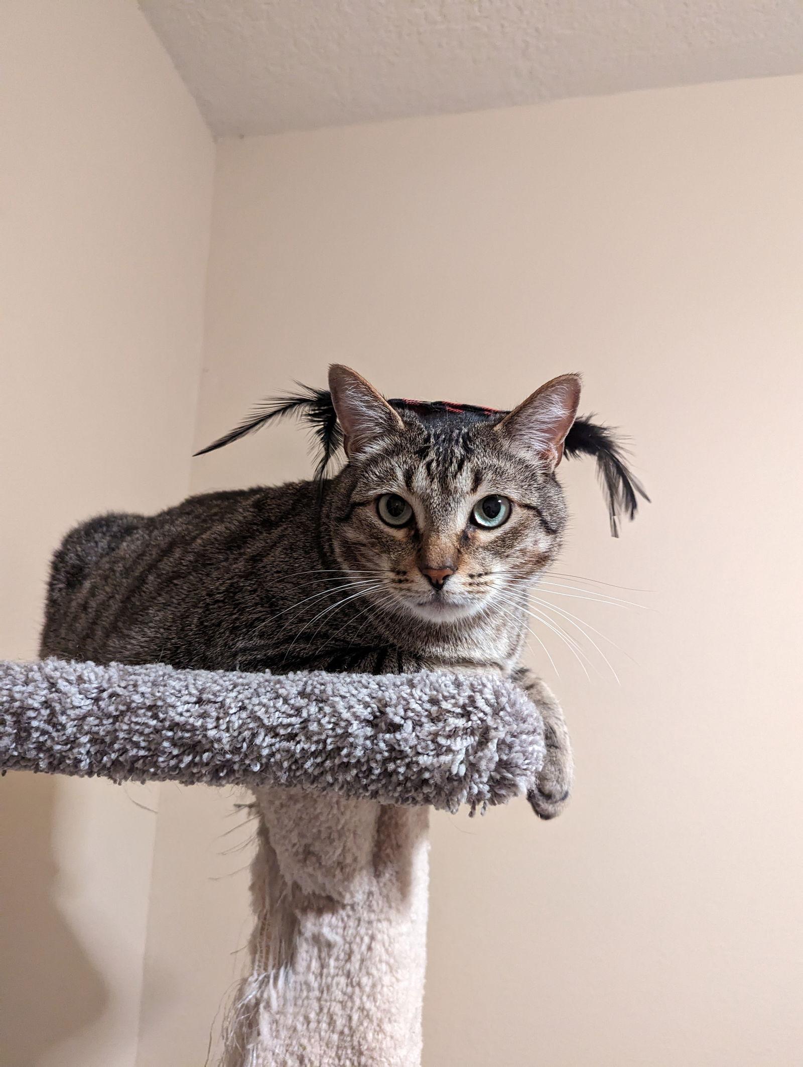 Enlarge DASH, a Adoptable mixed breed in Cypress, TX image 2/6