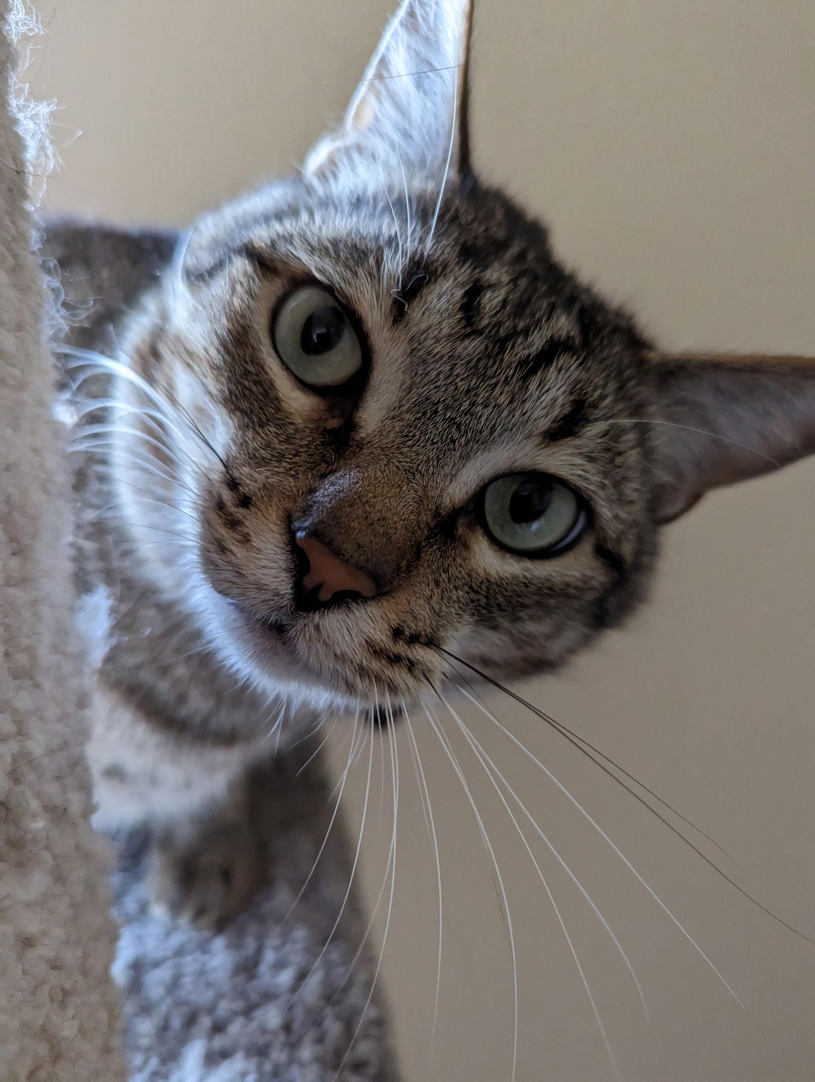 Enlarge DASH, a Adoptable mixed breed in Cypress, TX image 3/6