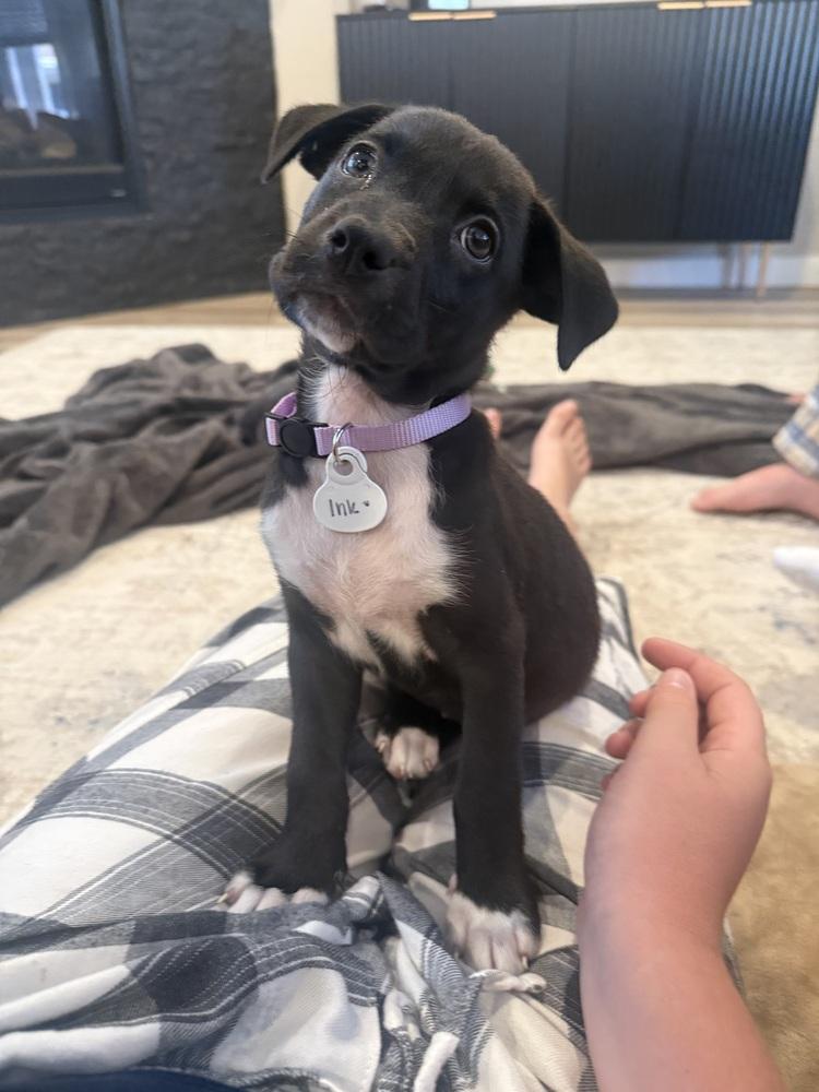 Dickier / Ink, Adoptable, Puppy Female Labrador Retriever & Mixed Breed.