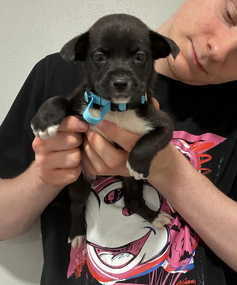 Enlarge Dickier / Ink, a Adoptable mixed breed in Broomfield, CO image 2/6
