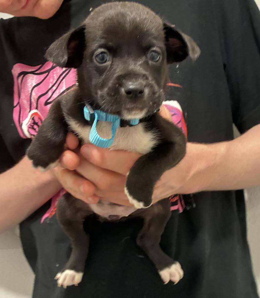Enlarge Dickier / Ink, a Adoptable mixed breed in Broomfield, CO image 3/6