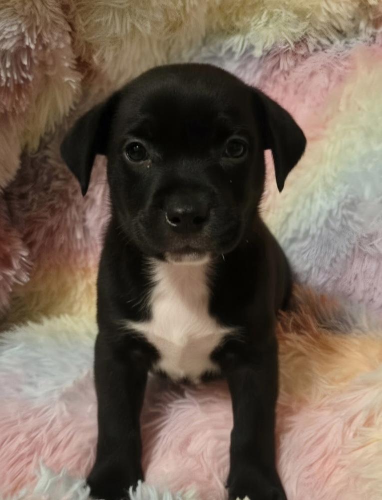 Enlarge Dickier / Ink, a Adoptable mixed breed in Broomfield, CO image 4/6