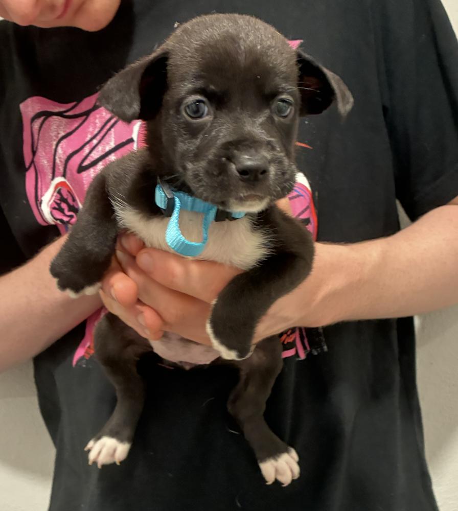 Enlarge Dickier / Ink, a Adoptable mixed breed in Broomfield, CO image 5/6