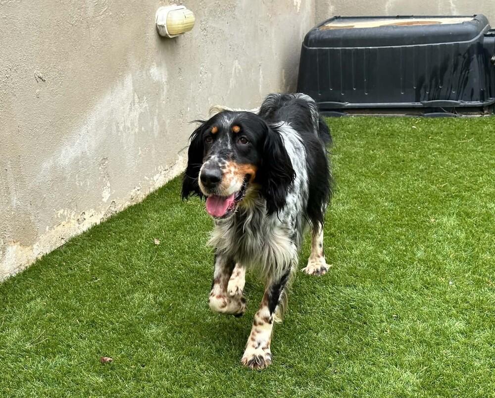 Enlarge Available for Adoption - Coco (MI, USA), a Adoptable English Setter in Delton, MI image 3/6