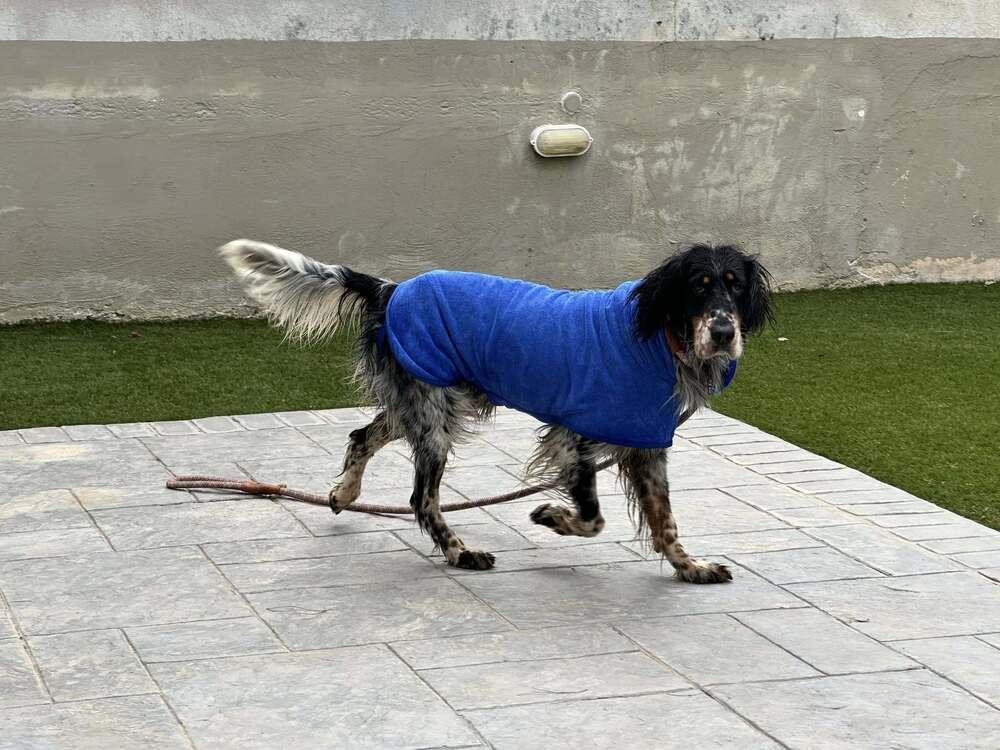 Enlarge Available for Adoption - Coco (MI, USA), a Adoptable English Setter in Delton, MI image 4/6