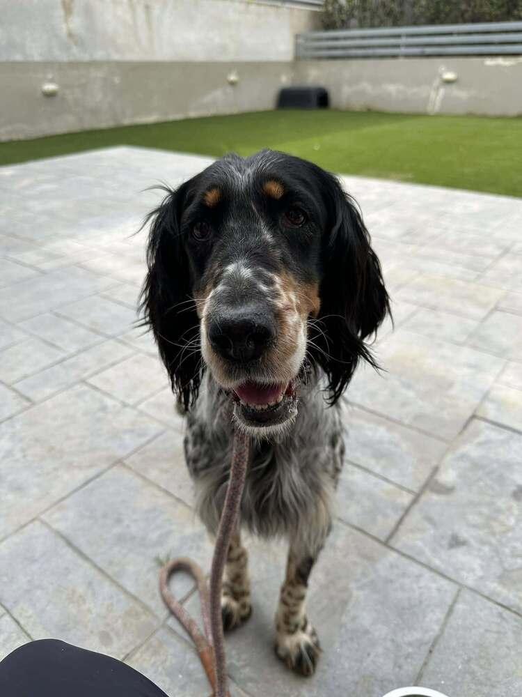 Available for Adoption - Coco (MI, USA), Adoptable, Young Female English Setter.