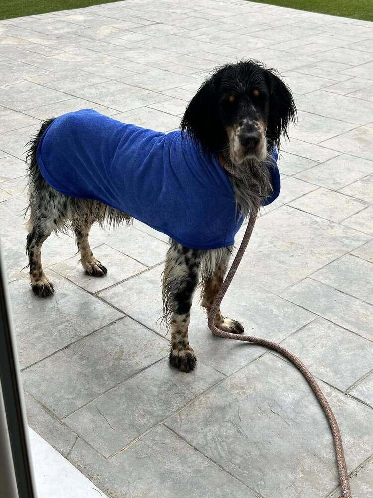 Enlarge Available for Adoption - Coco (MI, USA), a Adoptable English Setter in Delton, MI image 5/6