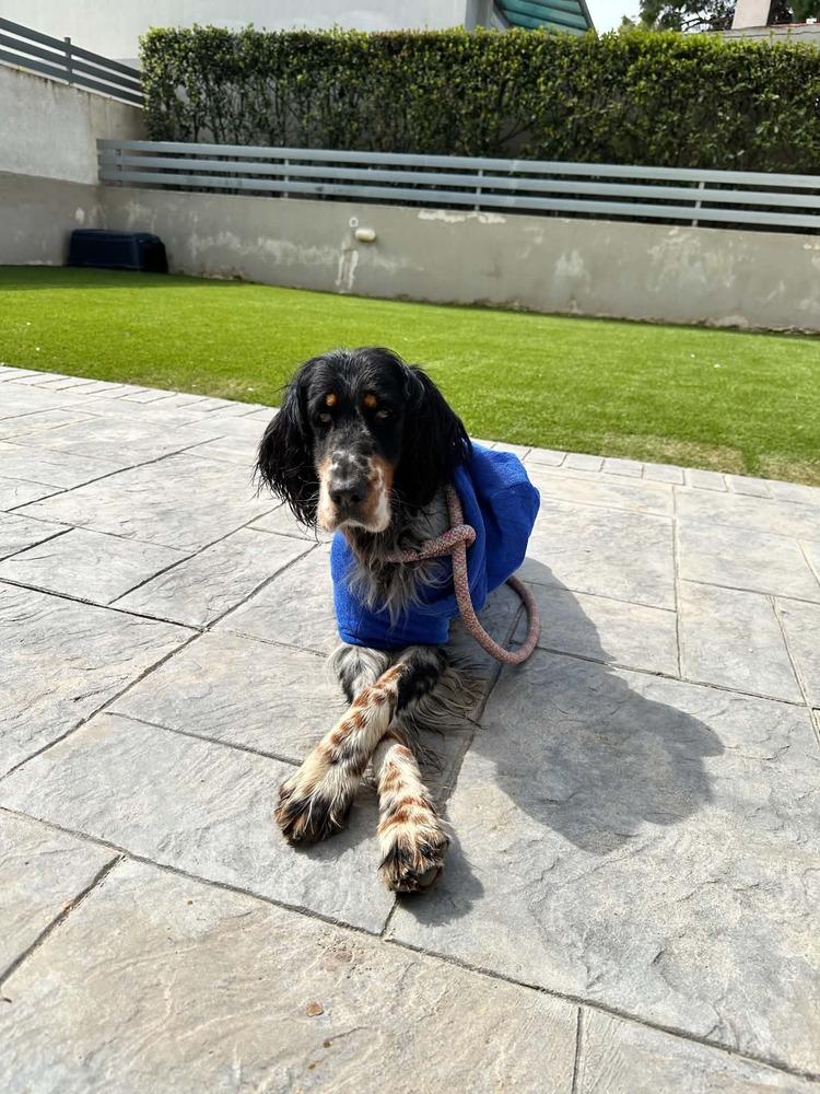 Enlarge Available for Adoption - Coco (MI, USA), a Adoptable English Setter in Delton, MI image 2/6