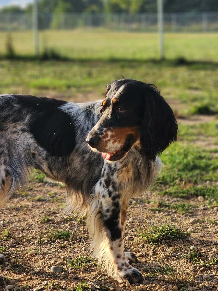 Enlarge Available for Adoption - Coco (MI, USA), a Adoptable English Setter in Delton, MI image 6/6