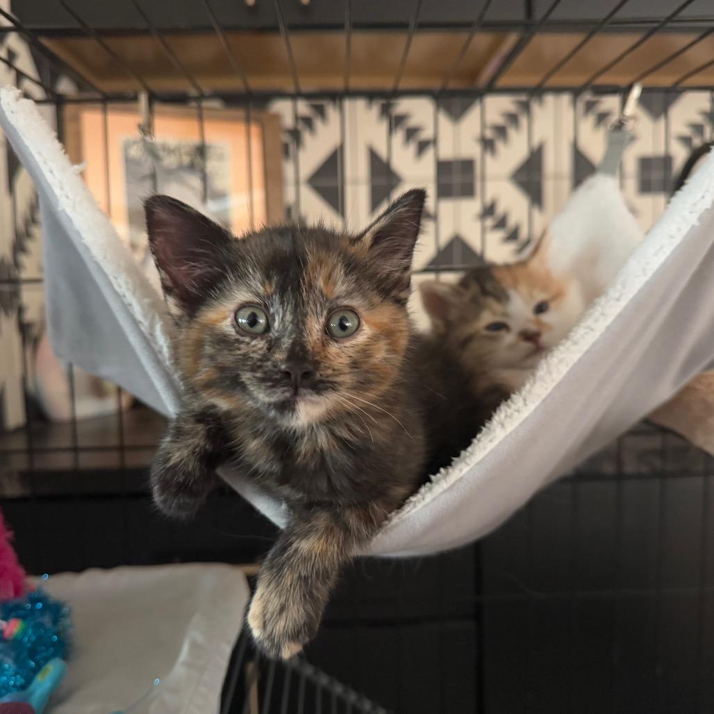 Enlarge Linda Piper Rooter, a Adoptable Domestic Short Hair in Bastrop, TX image 1/6