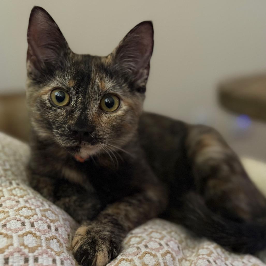 Enlarge Linda Piper Rooter, a Adoptable Domestic Short Hair in Bastrop, TX image 2/6