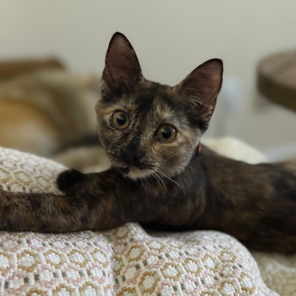 Enlarge Linda Piper Rooter, a Adoptable Domestic Short Hair in Bastrop, TX image 3/6