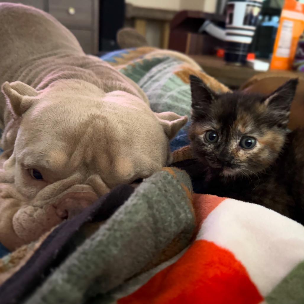 Enlarge Linda Piper Rooter, a Adoptable Domestic Short Hair in Bastrop, TX image 4/6