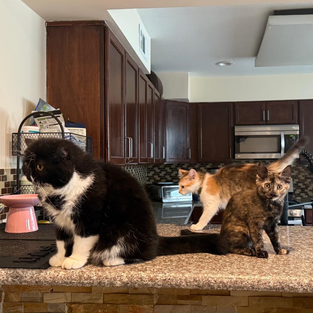 Enlarge Linda Piper Rooter, a Adoptable Domestic Short Hair in Bastrop, TX image 5/6