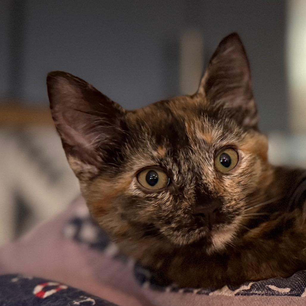 Enlarge Linda Piper Rooter, a Adoptable Domestic Short Hair in Bastrop, TX image 6/6