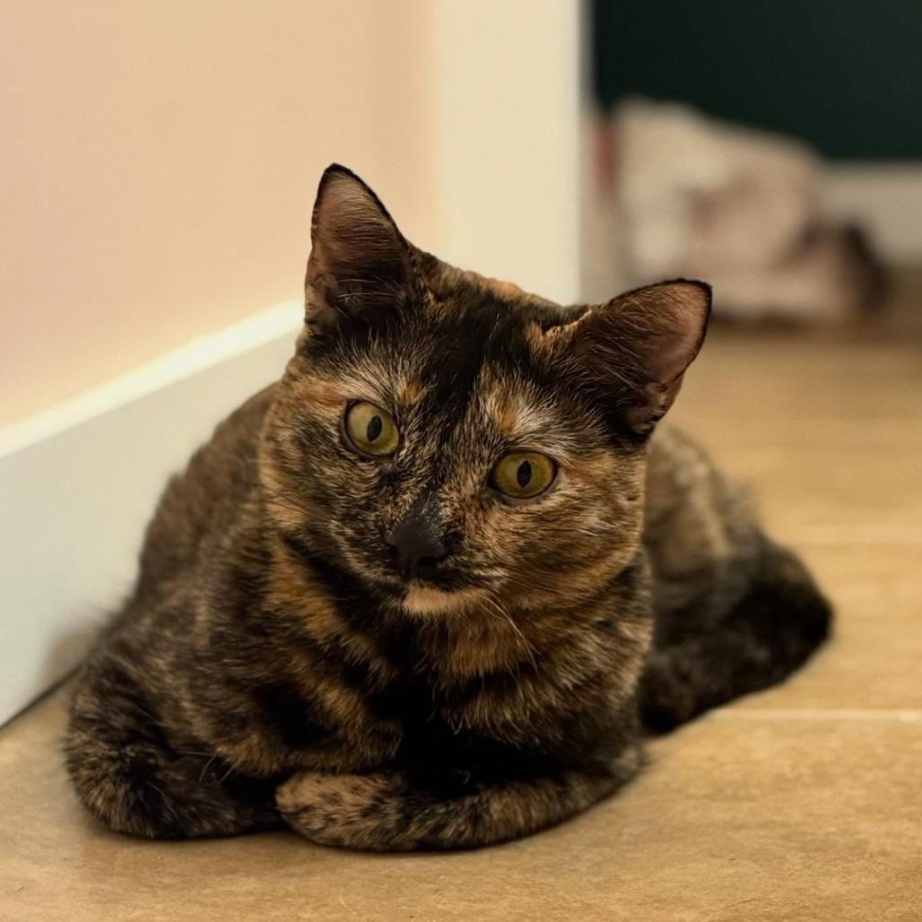 Enlarge Linda Piper Rooter, a Adoptable Domestic Short Hair in Bastrop, TX image 6/6