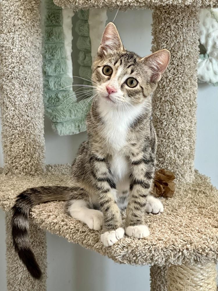 Enlarge Ori, a Adoptable Domestic Short Hair in Wellington, FL image 1/6
