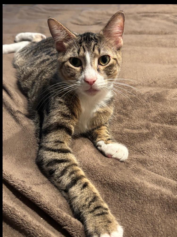 Enlarge Ori, a Adoptable Domestic Short Hair in Wellington, FL image 2/6