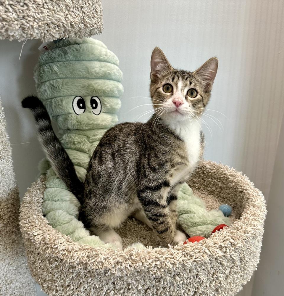 Enlarge Ori, a Adoptable Domestic Short Hair in Wellington, FL image 3/6