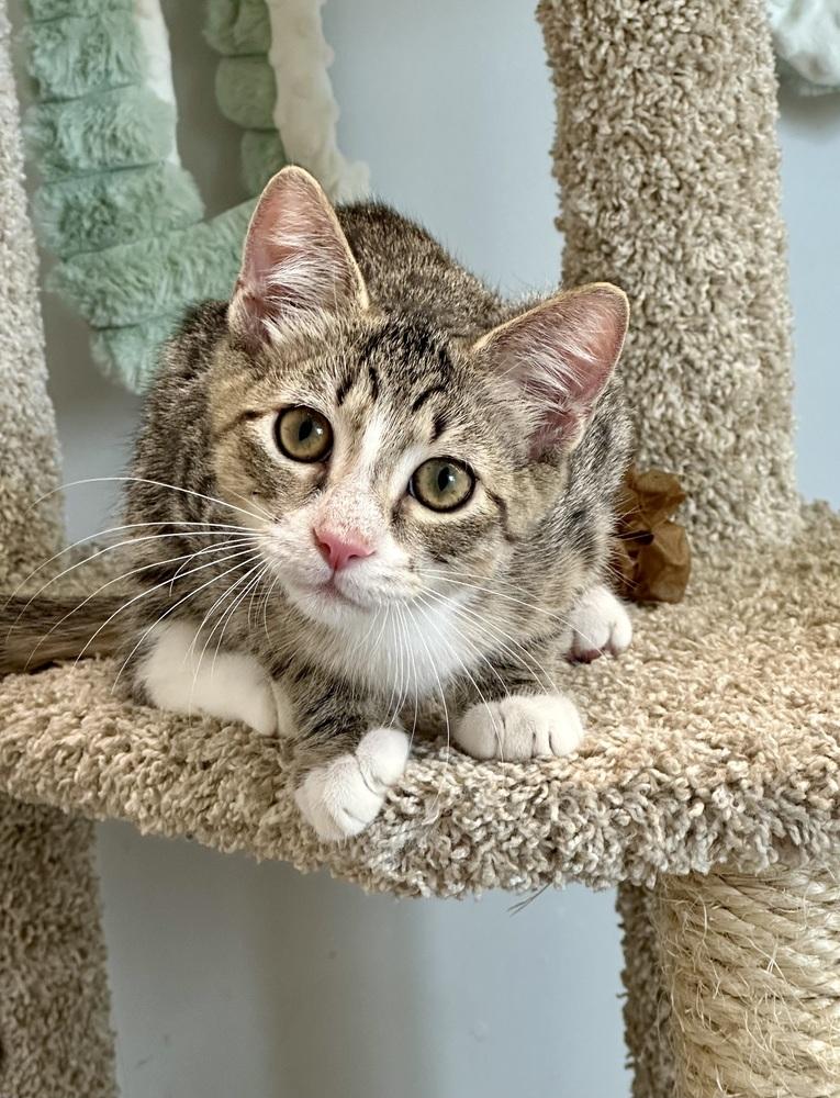 Enlarge Ori, a Adoptable Domestic Short Hair in Wellington, FL image 4/6