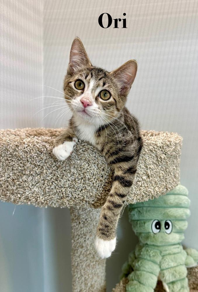 Enlarge Ori, a Adoptable Domestic Short Hair in Wellington, FL image 5/6