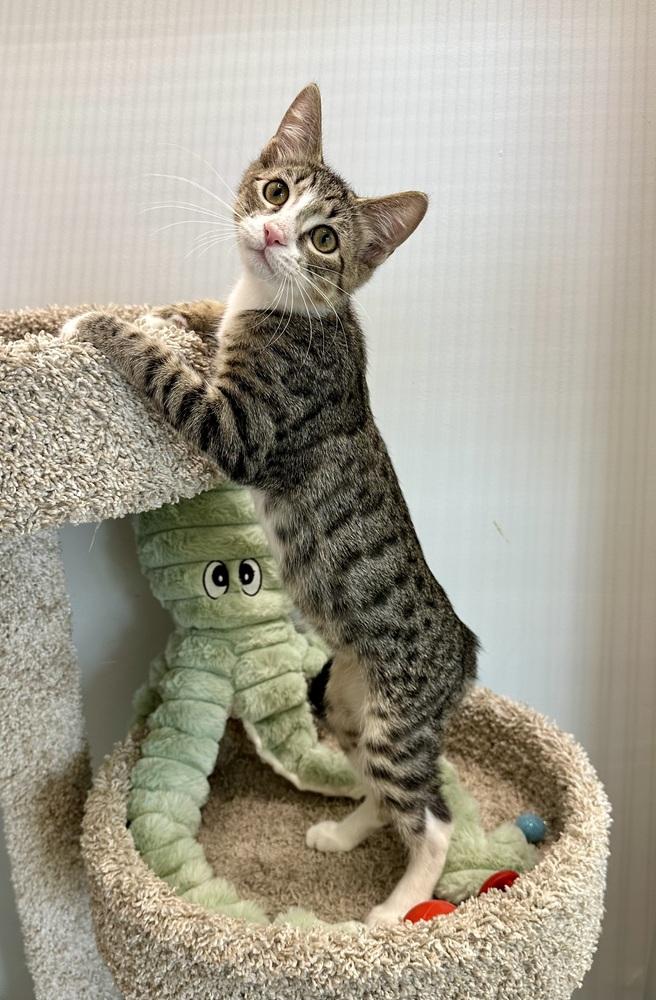 Enlarge Ori, a Adoptable Domestic Short Hair in Wellington, FL image 6/6