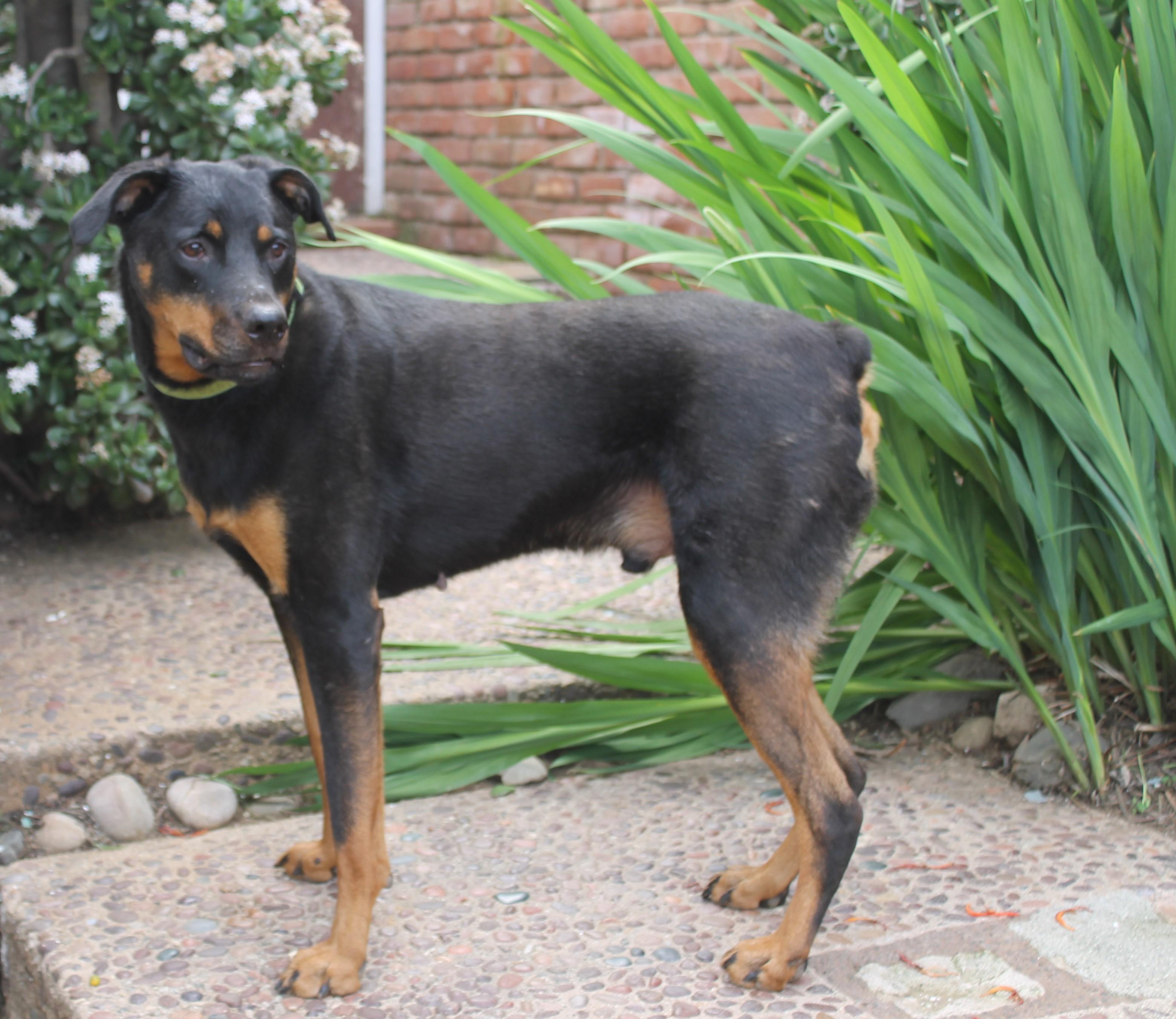 Phoenix — thumbnail 2