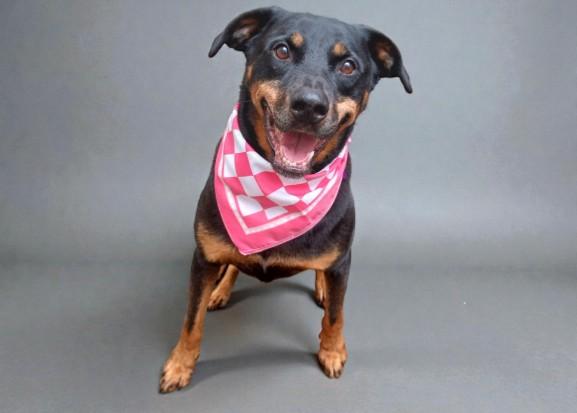 Phoenix — thumbnail 5