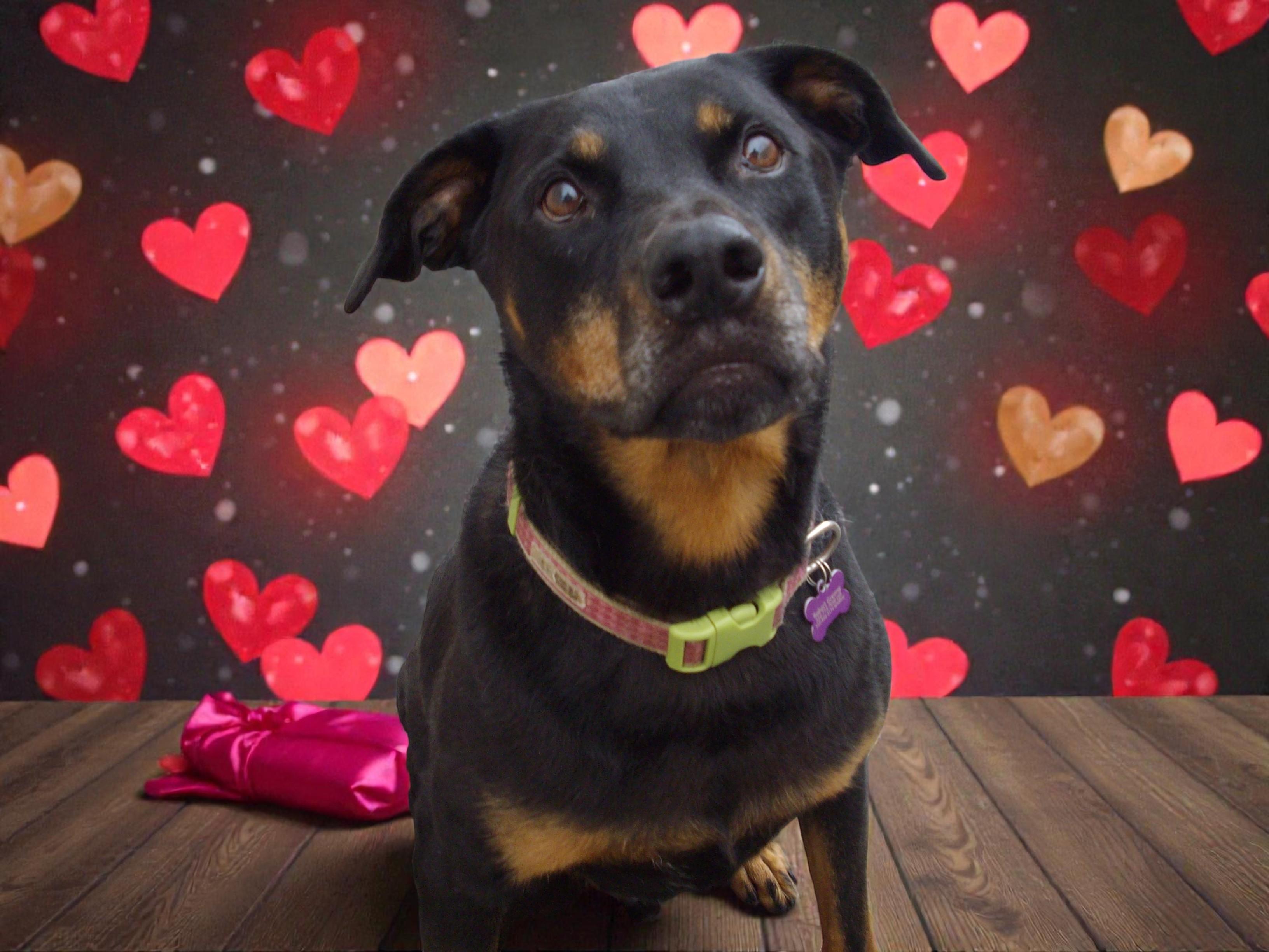 Phoenix — thumbnail 6