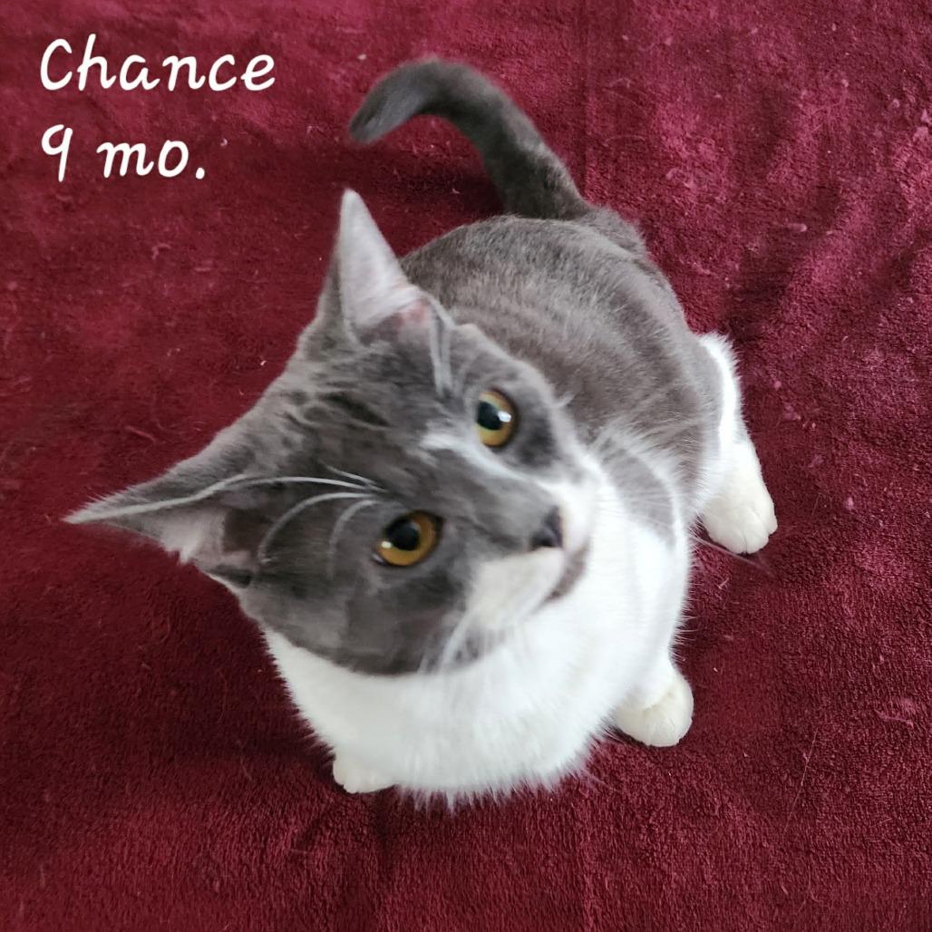 Enlarge Chance ARC2026-013, a Adoptable Domestic Short Hair in Akron, NY image 1/2