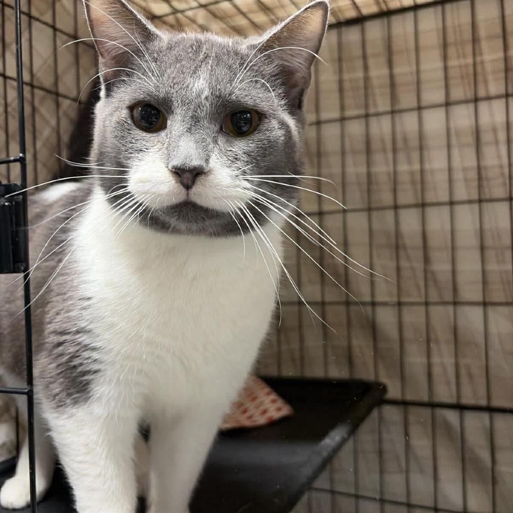 Enlarge Chance ARC2026-013, a Adoptable Domestic Short Hair in Akron, NY image 2/2