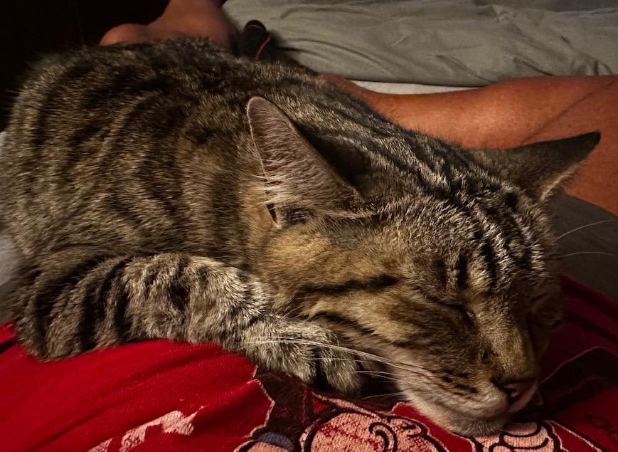 Emmy Lou, adopted, Adult Female Domestic Short Hair.