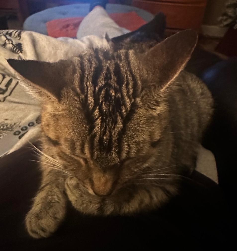 Emmy Lou, an adopted Domestic Short Hair in Washington Grove, MD image 2/3