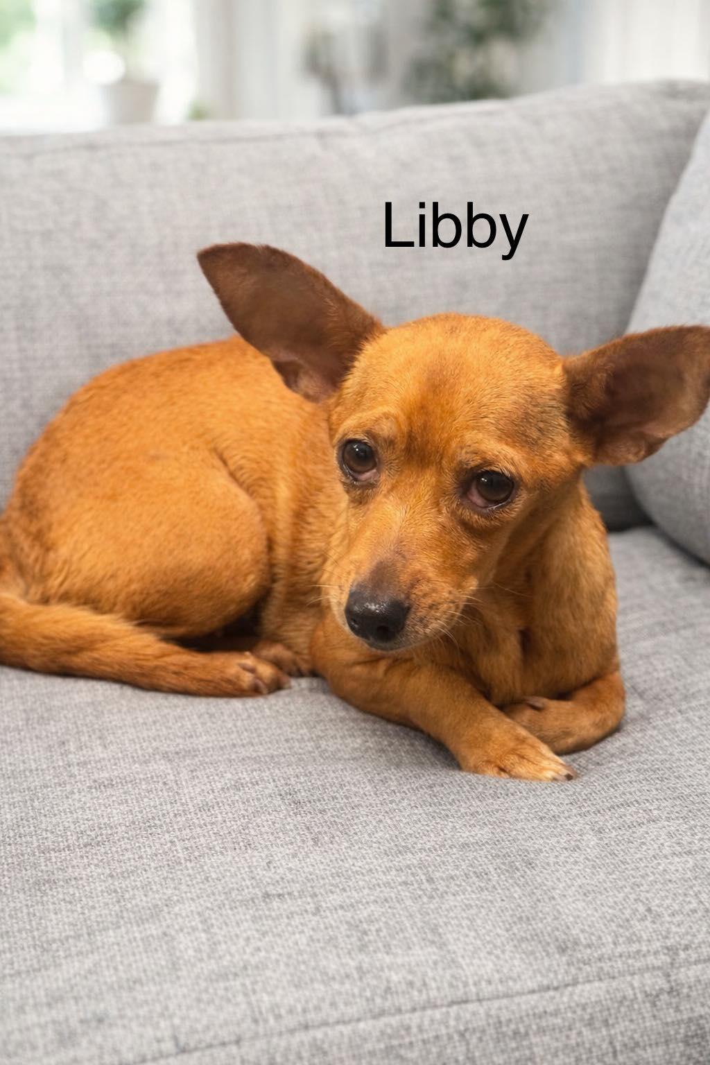 Enlarge Libby, a Adoptable Chihuahua in Irving, TX image 3/3