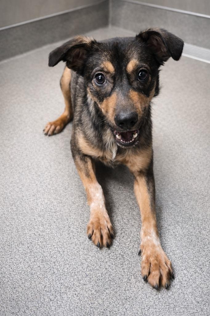 Enlarge SAILOR, a Adoptable mixed breed in Rome, GA image 1/3