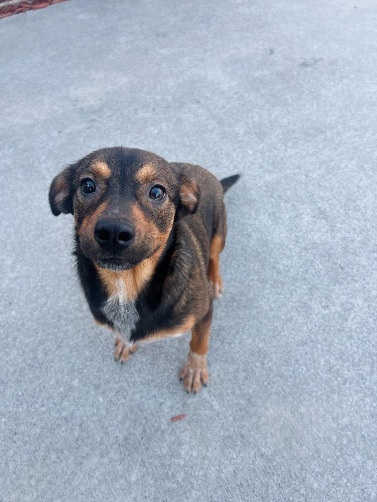 Enlarge SAILOR, a Adoptable mixed breed in Rome, GA image 2/3