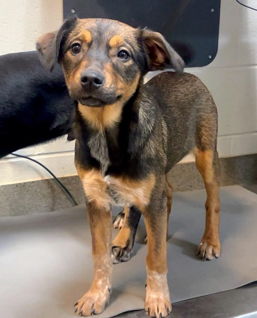 Enlarge SAILOR, a Adoptable mixed breed in Rome, GA image 3/3