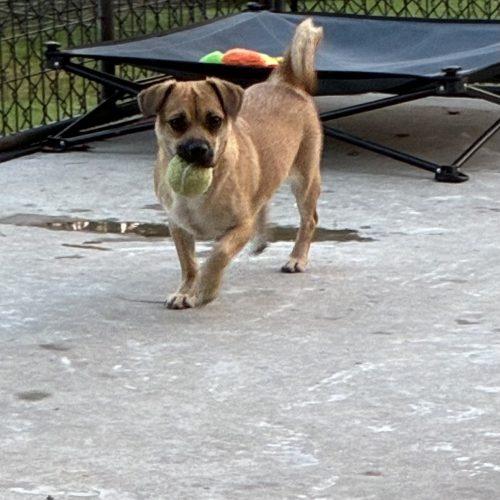 Lola, Adoptable, Young Female Pug.