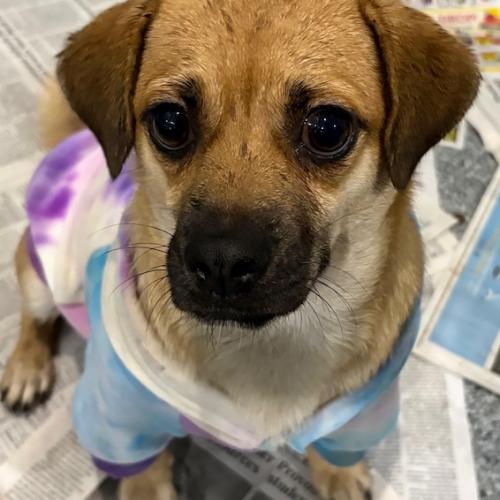 Enlarge Lola, a Adoptable Pug in Hamden, CT image 2/2