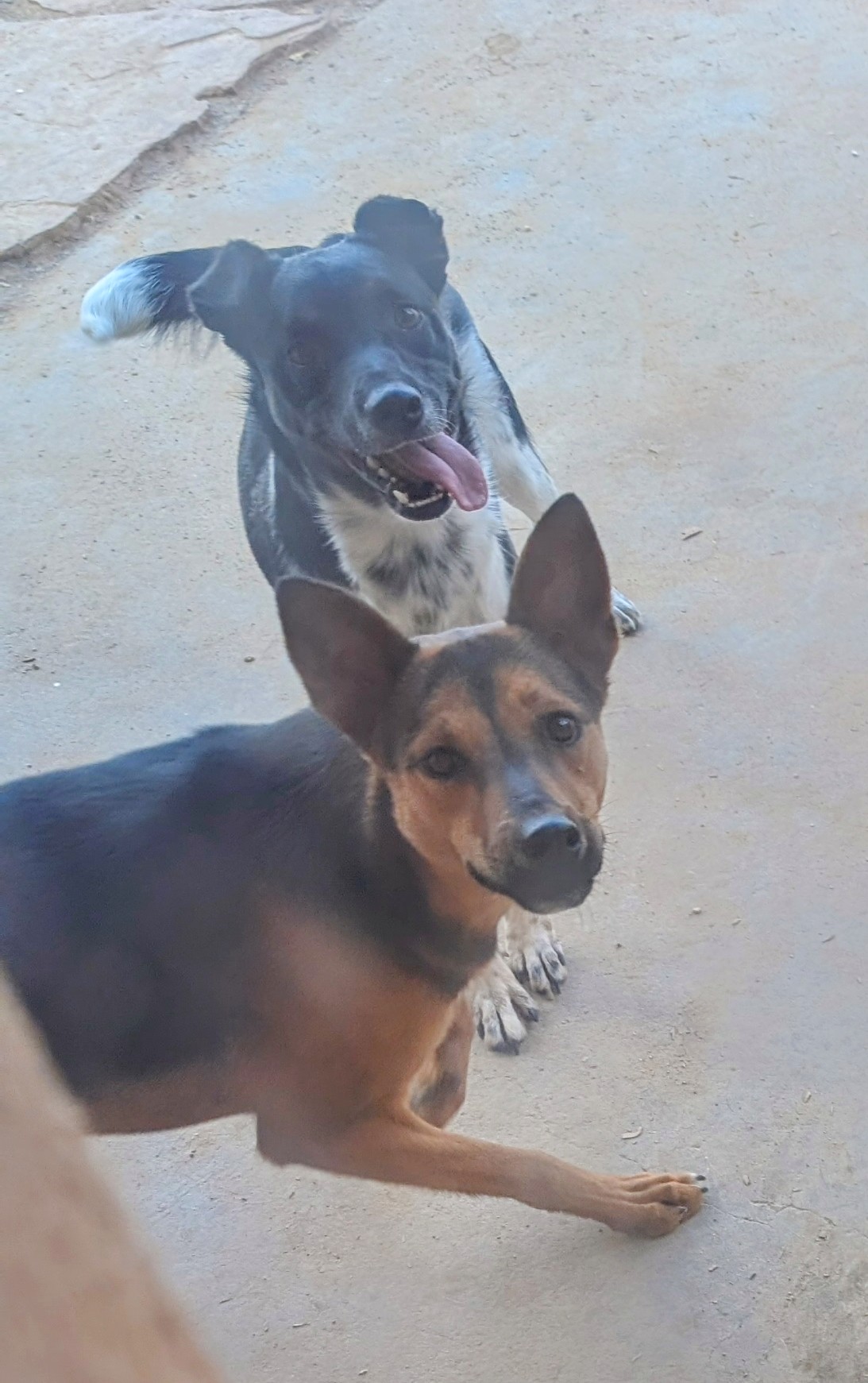 ChiChi, a Adoptable mixed breed in Pena Blanca, NM image 1/6