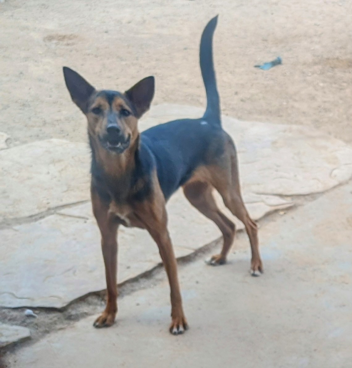 ChiChi, a Adoptable mixed breed in Pena Blanca, NM image 3/6