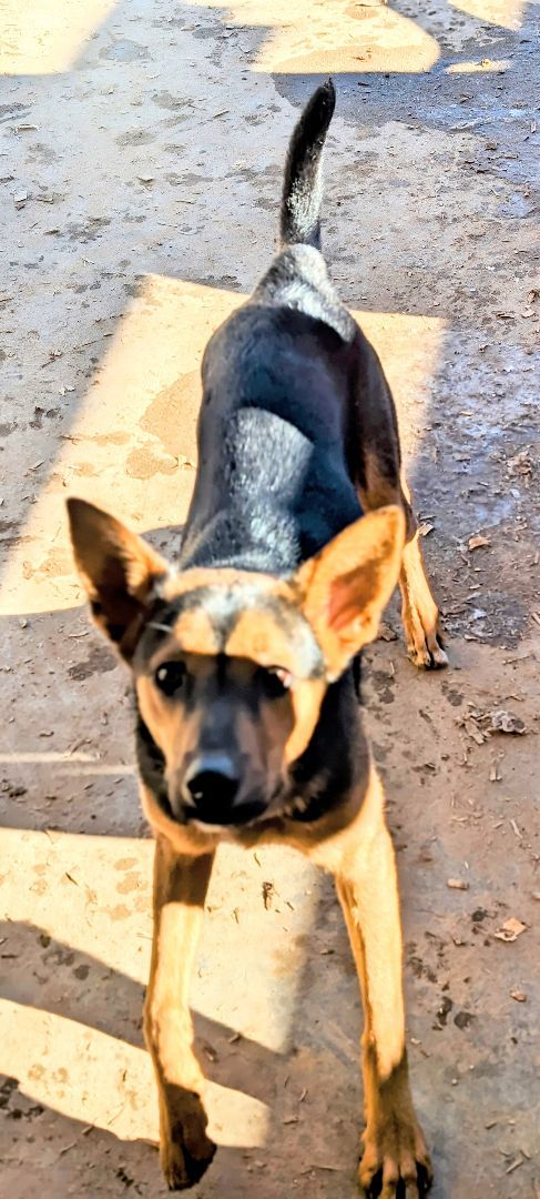 ChiChi, a Adoptable mixed breed in Pena Blanca, NM image 4/6