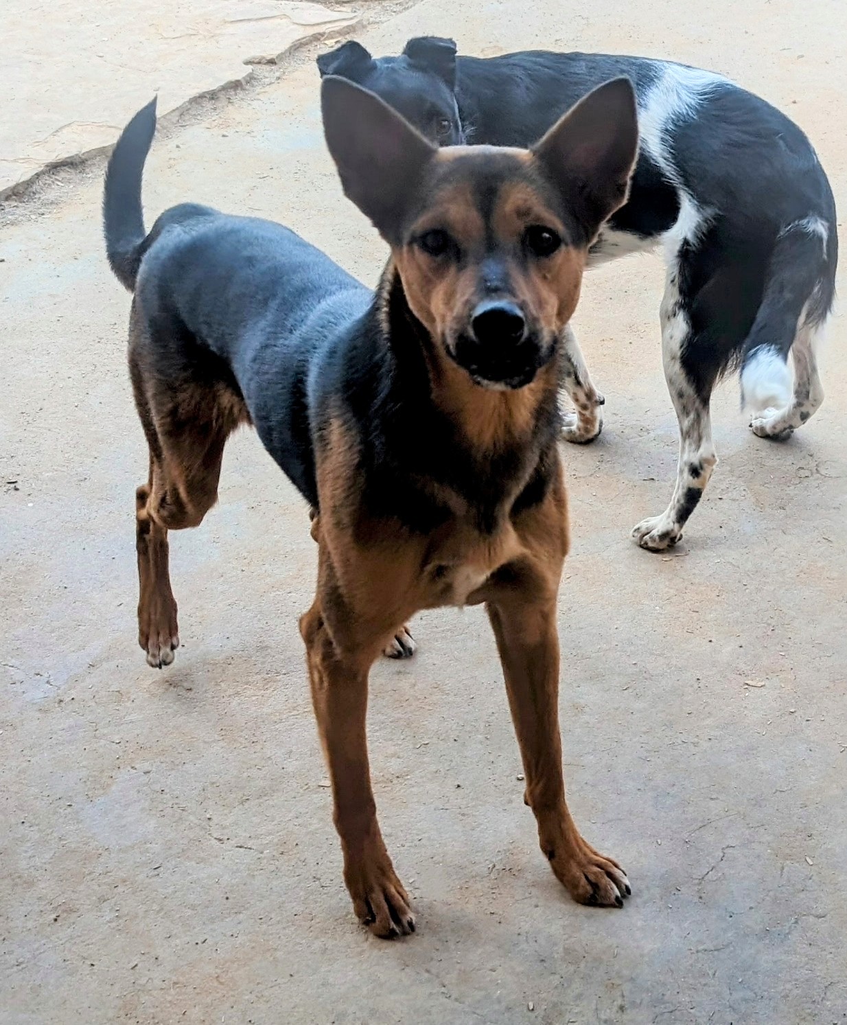 ChiChi, a Adoptable mixed breed in Pena Blanca, NM image 5/6